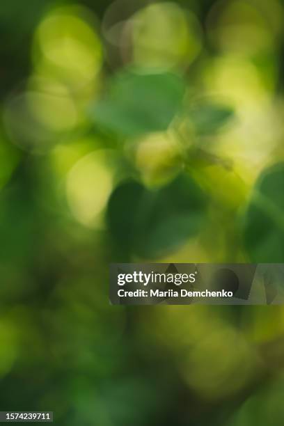 green blurred nature background, natural bokeh texture - soft focus stock pictures, royalty-free photos & images