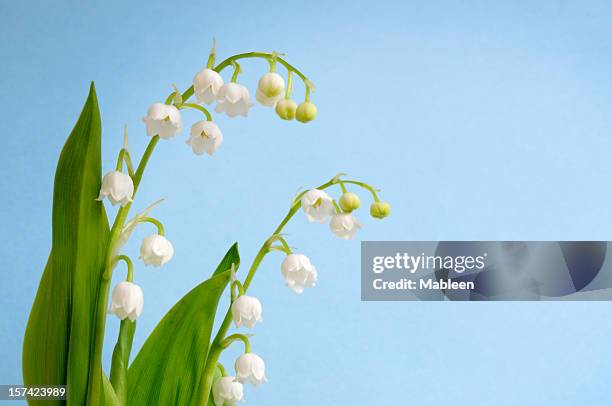 maiglöckchen (majalis) flachen dof lima-brazilian soccer player - convallaria stock-fotos und bilder