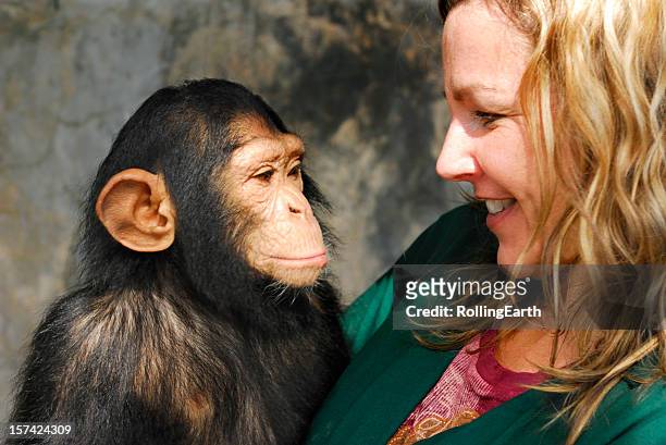 bebé chimp y encargado - chimpancé fotografías e imágenes de stock