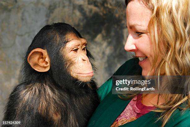 baby chimp and handler - chimpanzees stock pictures, royalty-free photos & images