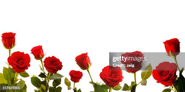 Red Roses At Bottom 119,307 Red Rose Stock Photos, High-Res Pictures, and Images - Getty Images
