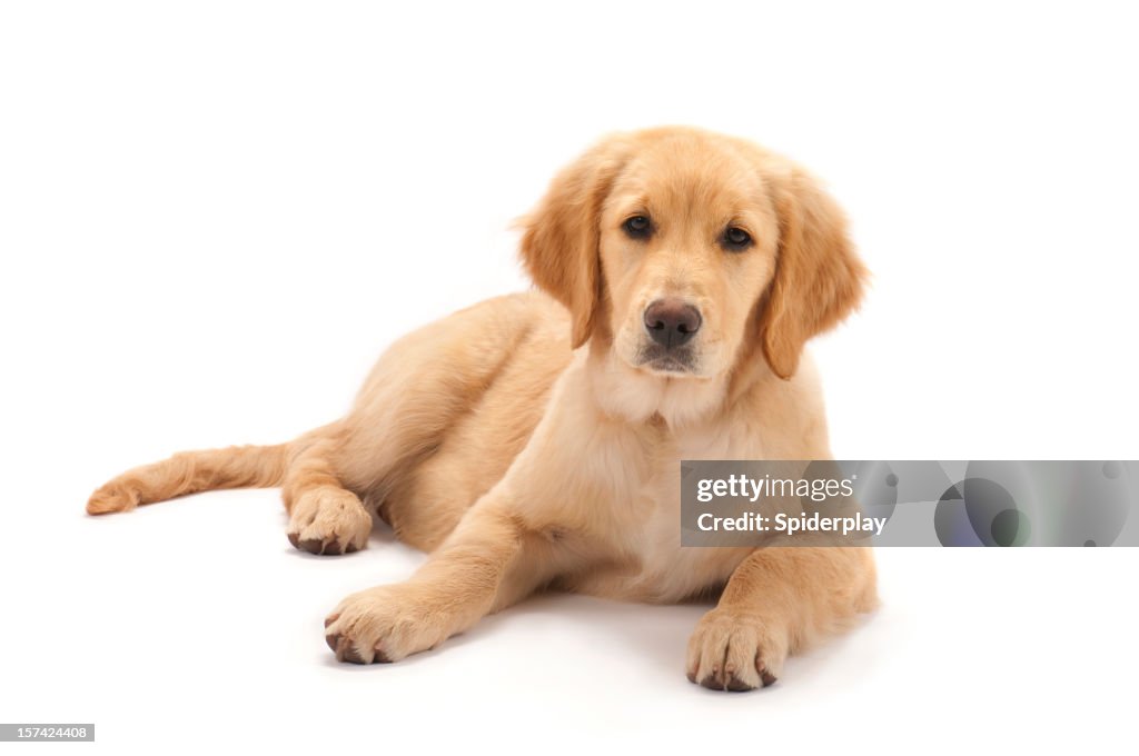 Golden retriever puppy on white background