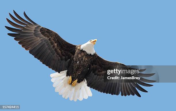 american bald eagle flying, wings spread in blue sky - eagle wings stock pictures, royalty-free photos & images