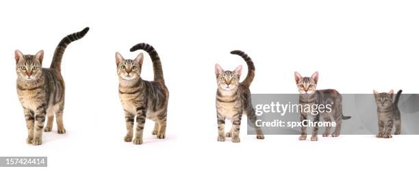 evolution of a cat - cat and kittens stock pictures, royalty-free photos & images