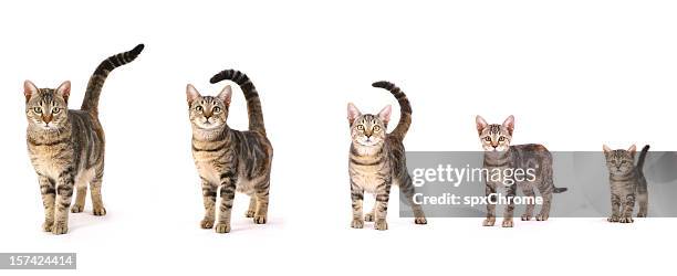 evolução de um gato - evolução imagens e fotografias de stock