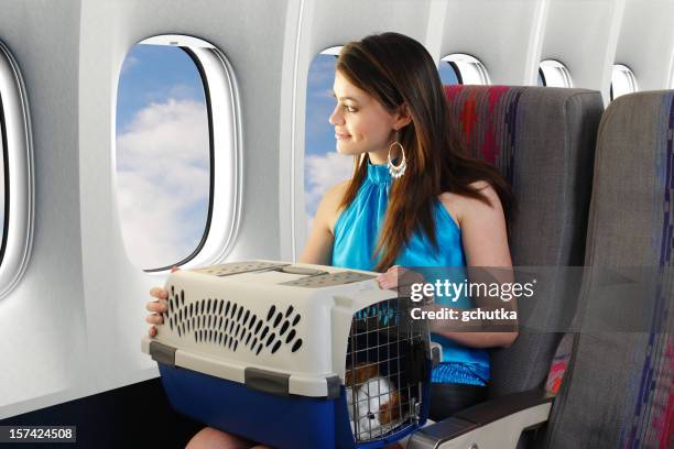 traveling with a pet - animals on plane bildbanksfoton och bilder