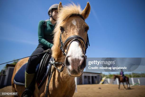 girl sitting on a horse - horseback riding stock pictures, royalty-free photos & images