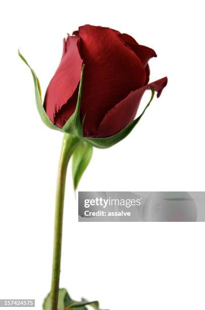 one perfect red rose side view - enkele roos stockfoto's en -beelden