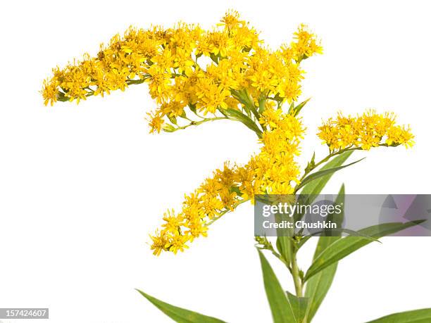 flower (solidago gigantea) - goldenrod stockfoto's en -beelden