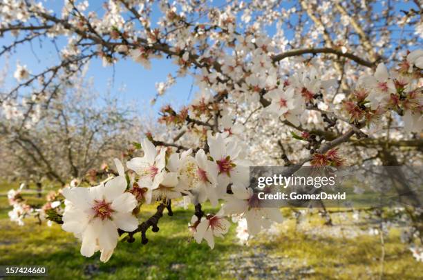 nahaufnahme der almond tree blüten - mandelbaum stock-fotos und bilder