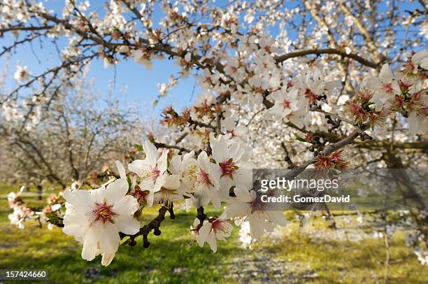 close-up of almond tree blossoms - almond blossom stockfoto's en -beelden