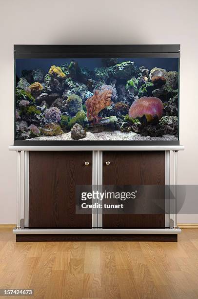 aquarium - home aquarium stock pictures, royalty-free photos & images
