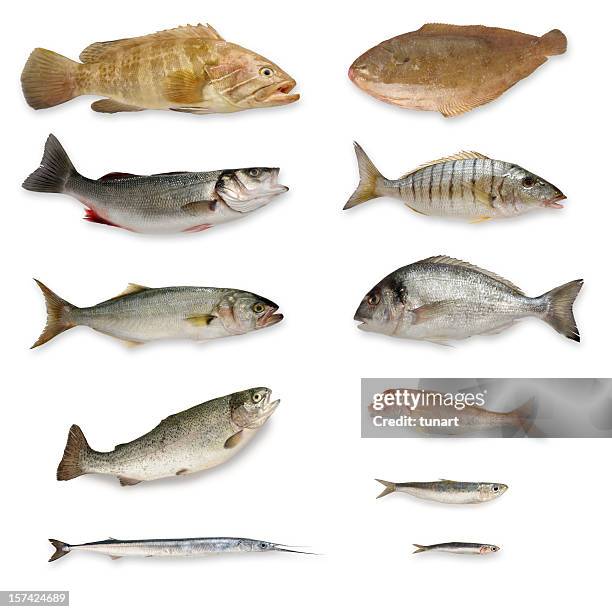 fishes - anjova fotografías e imágenes de stock