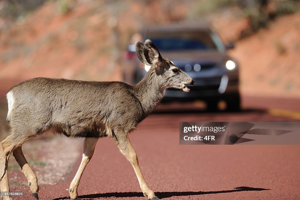 Deer Crossing a Road