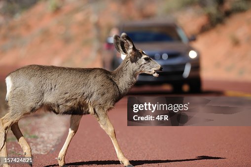 856 Car Accident Animal Photos and Premium High Res Pictures - Getty Images 856 Car Accident Animal Photos and Premium High Res Pictures - Getty Images