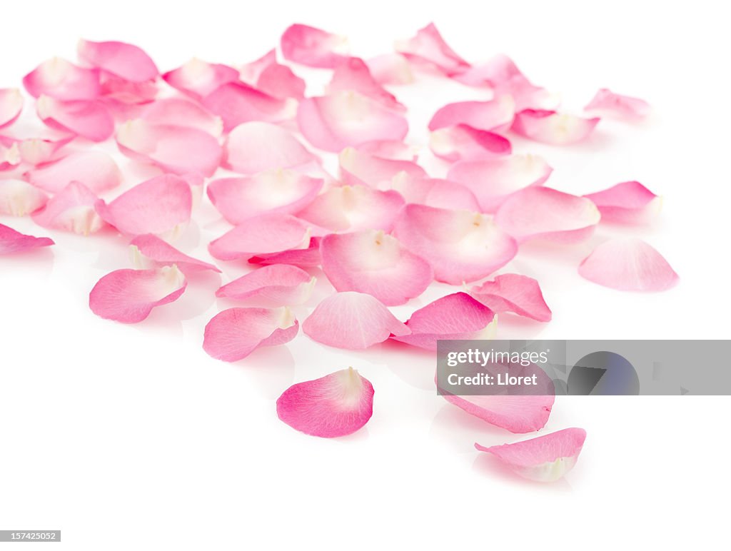 Pink rose petals on white