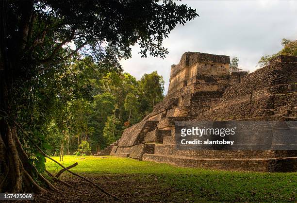 belize: mayan ruins in the jungle at caracol - belize stock pictures, royalty-free photos & images