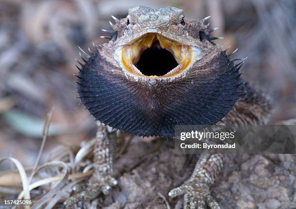 dragão-de-barba - bearded dragon - fotografias e filmes do acervo