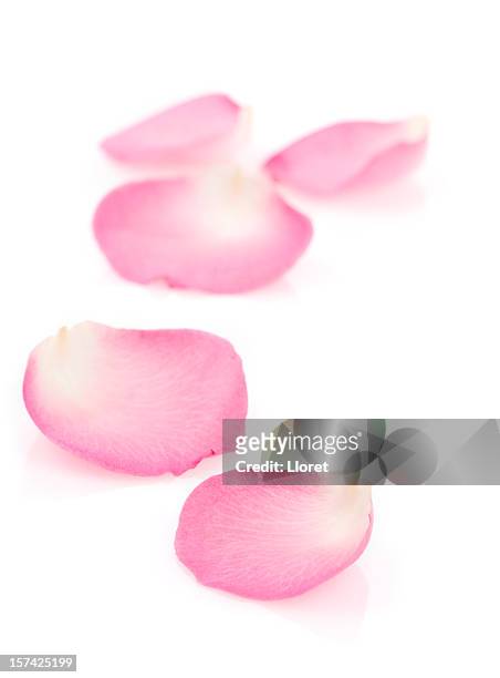 ピンクのバラの花びら - 花びら ストックフォトと画像