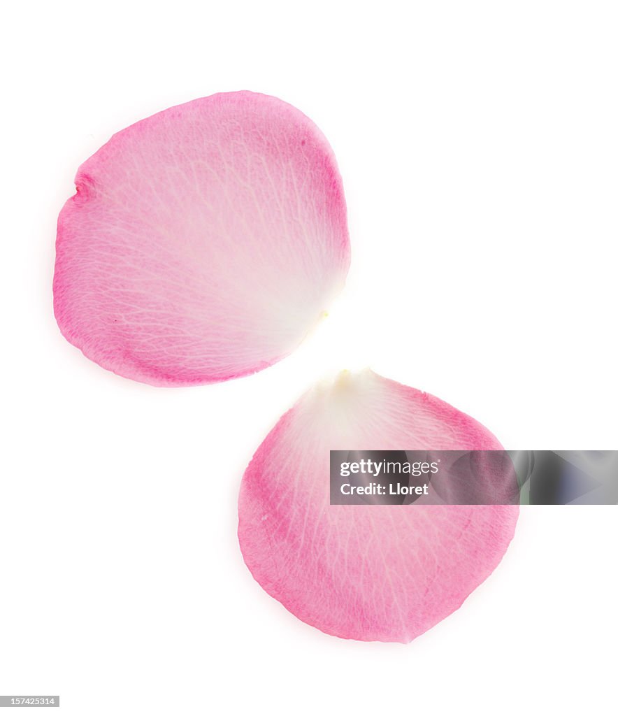 Pink rose petals