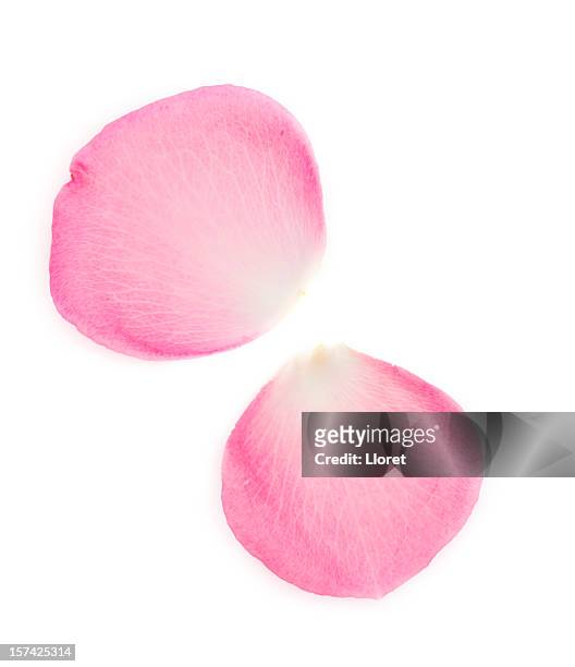 pink rose petals - pink colour stock pictures, royalty-free photos & images