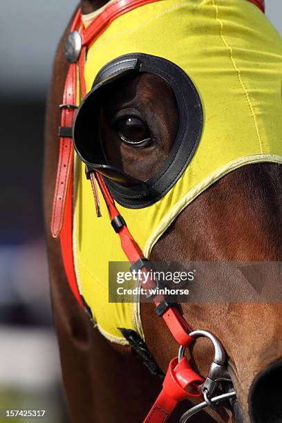 horse head with blinders - horse race stockfoto's en -beelden
