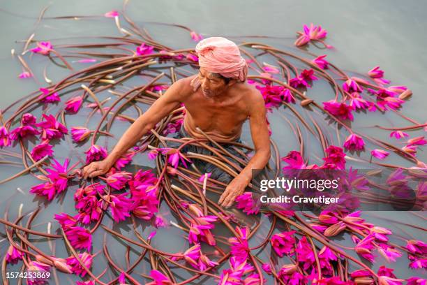 the fisherman is keeping the lotus in talanoi,  pattalung thailand - southeast stock pictures, royalty-free photos & images