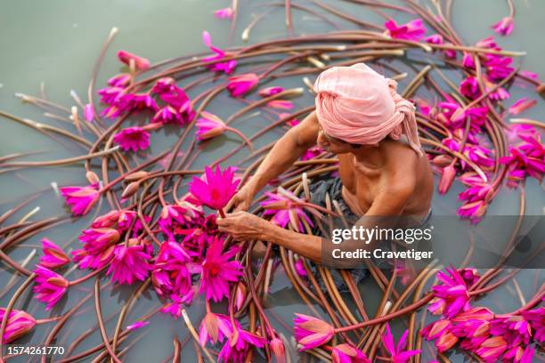 the fisherman is keeping the lotus in talanoi,  pattalung thailand - southeast stock pictures, royalty-free photos & images