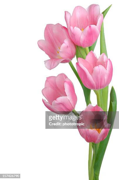 pink tulip arrangement - lily family stock pictures, royalty-free photos & images