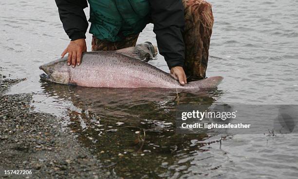 rei libertação de salmão-fly pesca no alasca - chinook salmon imagens e fotografias de stock