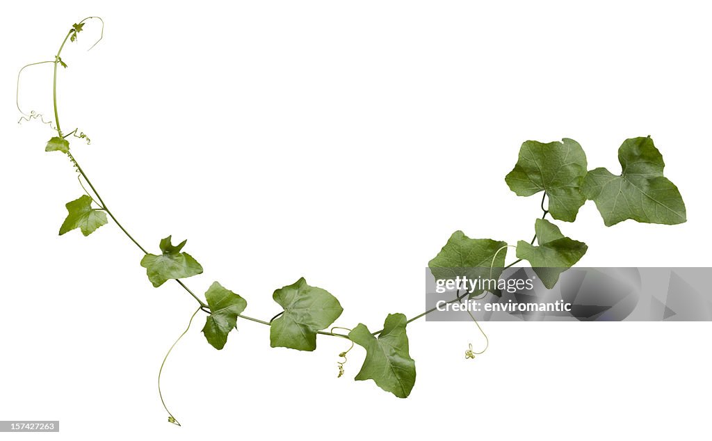 Enredadera con trazado de recorte incluido.