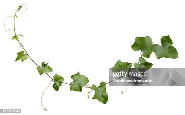 creeper plant with clipping path included. - klimplant stockfoto's en -beelden