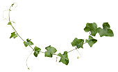 Creeper plant with clipping path included.