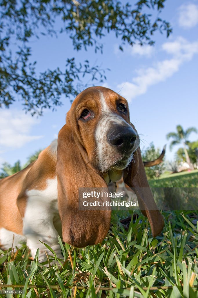 Basset Hound Puppy in the Grass