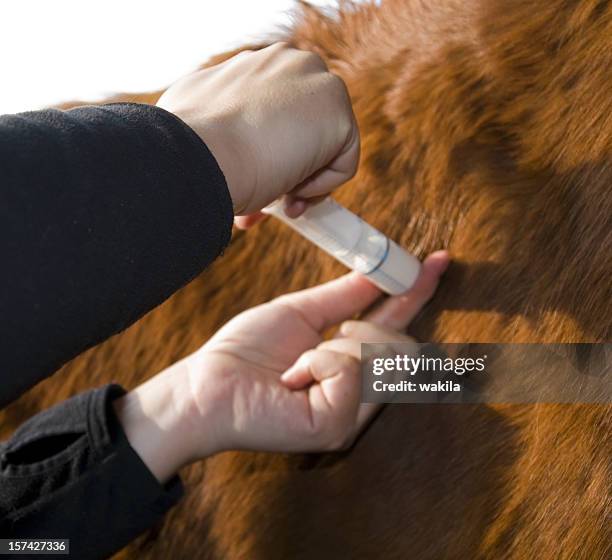 médico para a cavalo fazer injektion - dressage - fotografias e filmes do acervo