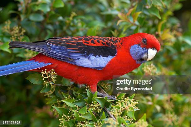 rosella carmesí - rosella carmesí fotografías e imágenes de stock