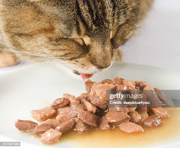 brown cat eating his food close up headshot - cat food stock pictures, royalty-free photos & images