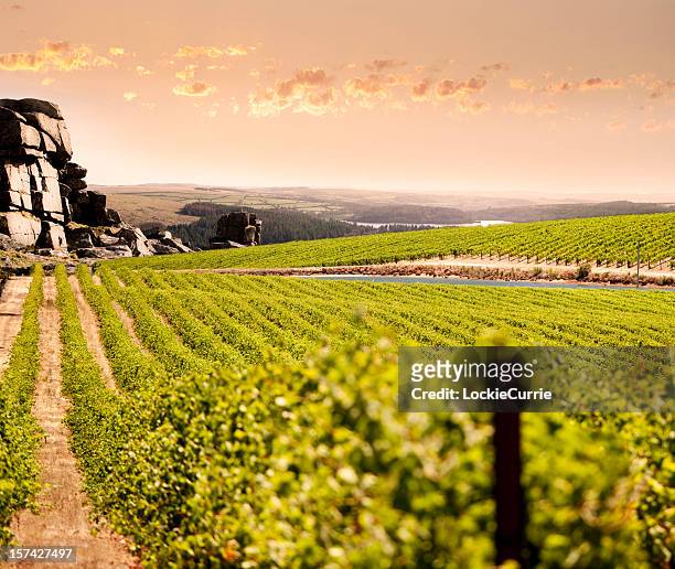 mountain vineyard - adelaide photos et images de collection