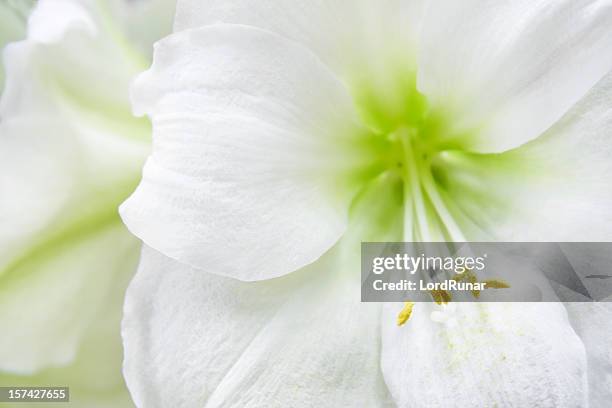 white belladonnalilien - amaryllis stock-fotos und bilder