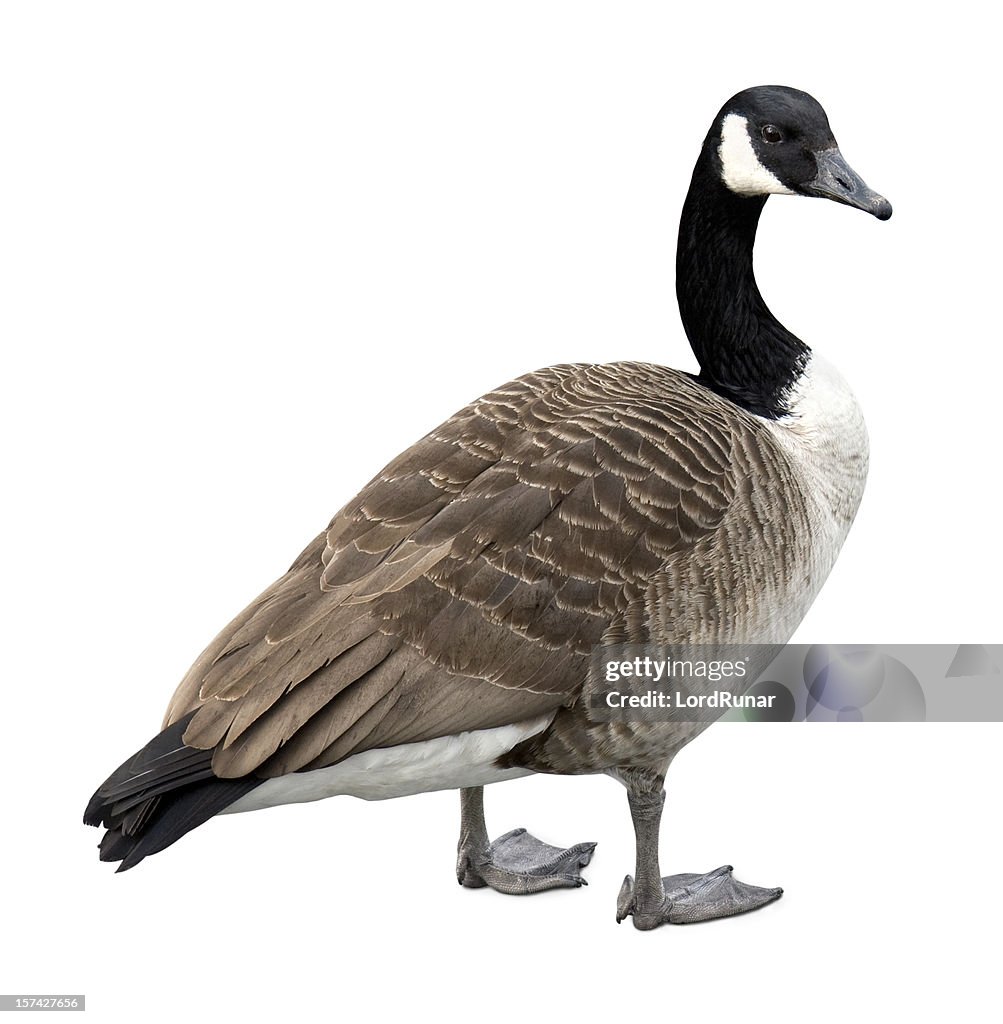 Canada goose on white