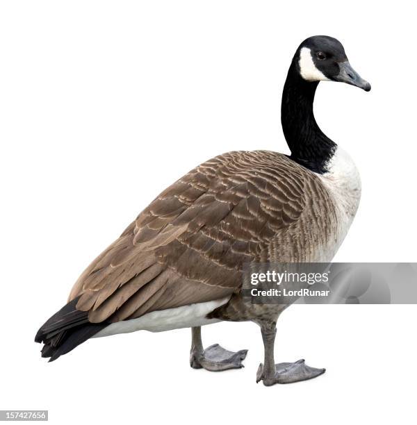 canada goose on white - gandee stock pictures, royalty-free photos & images