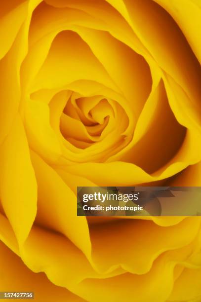 yellow rose up close - yellow rose stock pictures, royalty-free photos & images