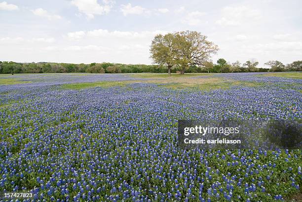 bluebonnets aller - texas bluebonnet stock-fotos und bilder