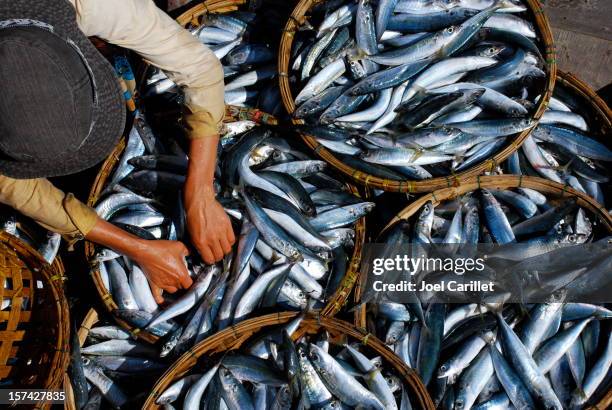 fresh fish is sorted at market in hoi an, vietnam - vietnam market stock pictures, royalty-free photos & images