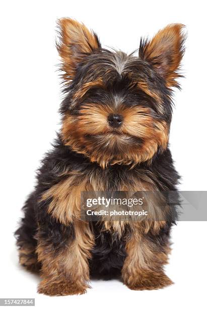 yorkshire terrier welpe - yorkshireterrier stock-fotos und bilder