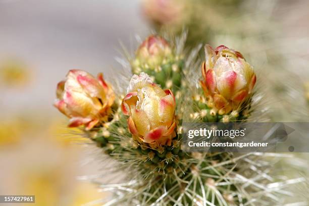 exquisite cactus bloom - palm desert california stock pictures, royalty-free photos & images