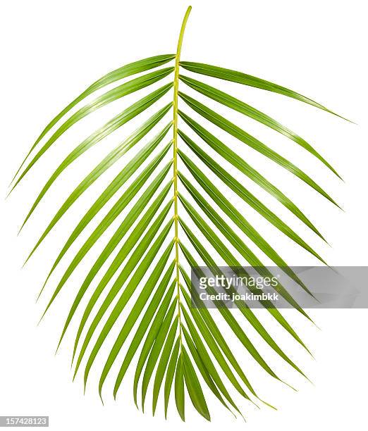 tropical green palm leaf isolated on white with clipping path - palm leaves stockfoto's en -beelden