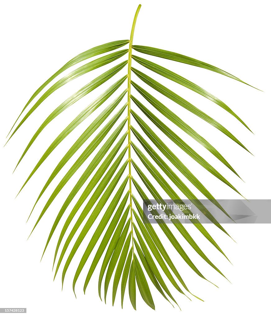 Tropical green palm leaf isolated on white with clipping path