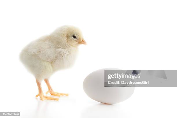 close up of baby yellow chicken looking at egg isolated - chick egg stock pictures, royalty-free photos & images