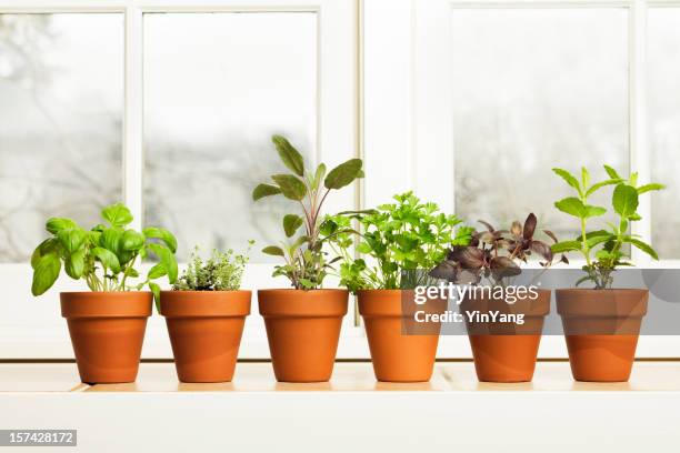 interior de fábrica de ervas jardim em flor nassas de peitoril de janela - pot imagens e fotografias de stock